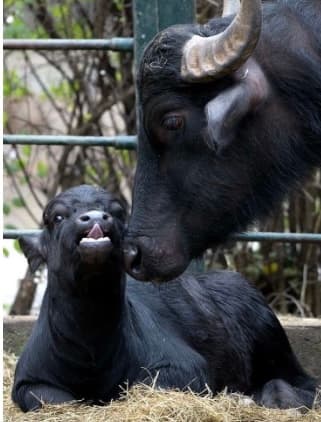Indian buffalo with calf — dairy farm diagnostics by PVD India