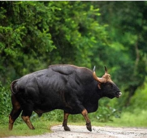 Indian Gaur wild species — wildlife diagnostics PVD India