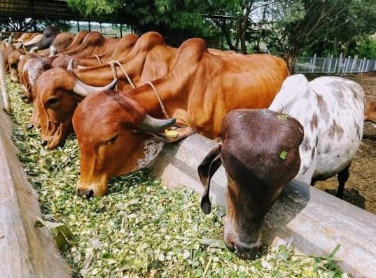 Gaushala and dairy farm cattle — PVD India livestock diagnostics