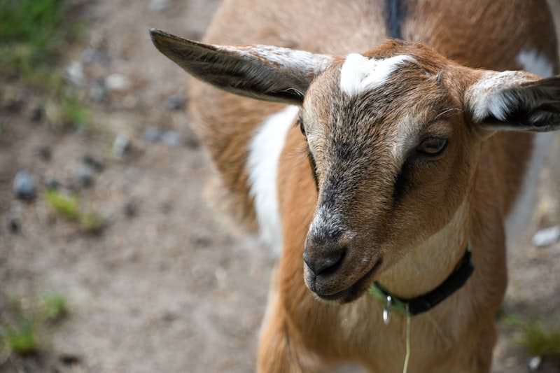 Indian goat — small ruminant veterinary testing PVD India