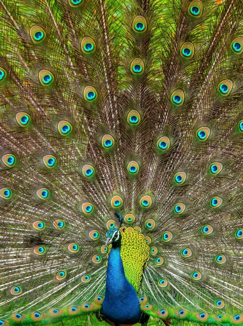 Indian peacock — avian diagnostics by PVD India Pune