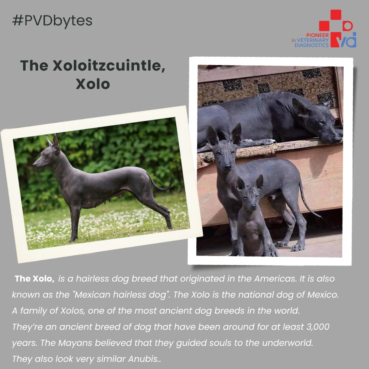 Pet DNA Testing in India: What Every Dog Owner in Pune Should Know