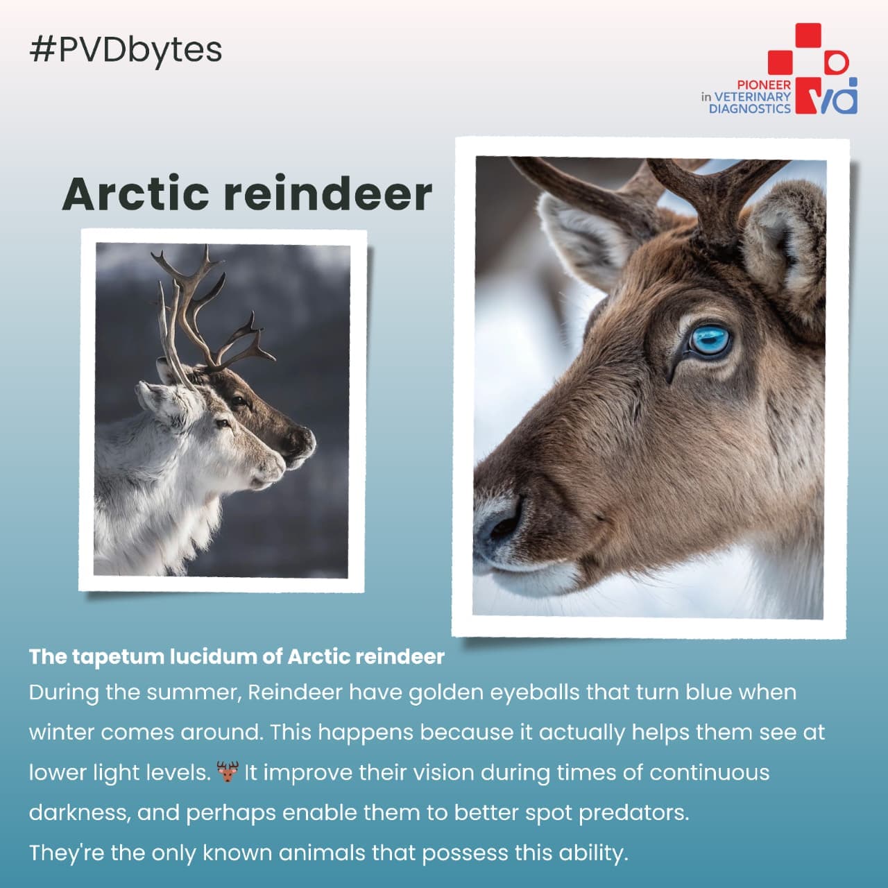 ELISA Testing for Cattle: When and Why Your Herd Needs It